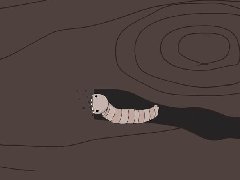 上海除虫：家里还有多少木头吃？