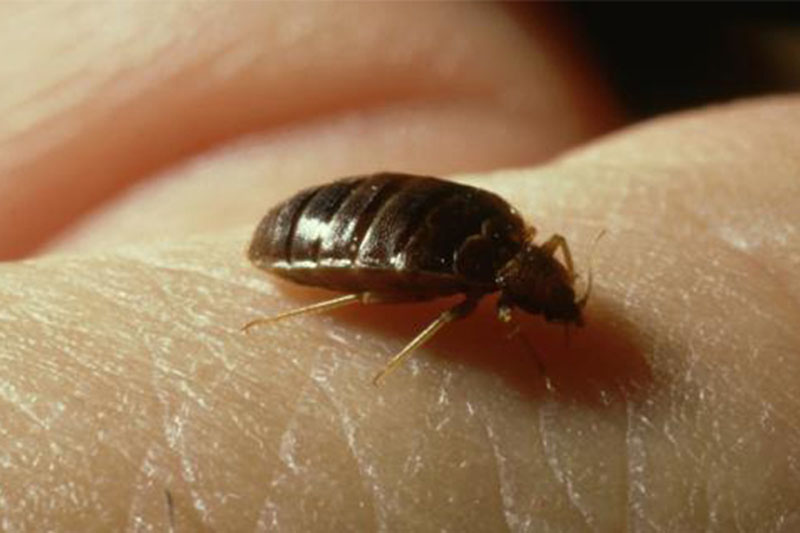 上海除虫：太懒不常大扫除，小心臭虫爬满屋！