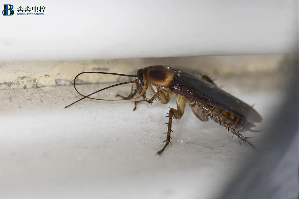 蟑螂除了脏，还有这些危害！【奔奔虫控】