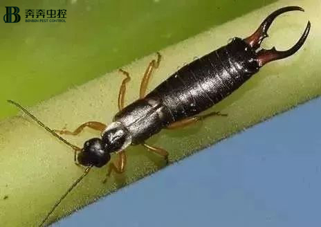 注意!威风凛凛的蠼螋开始肆虐了【奔奔虫控】