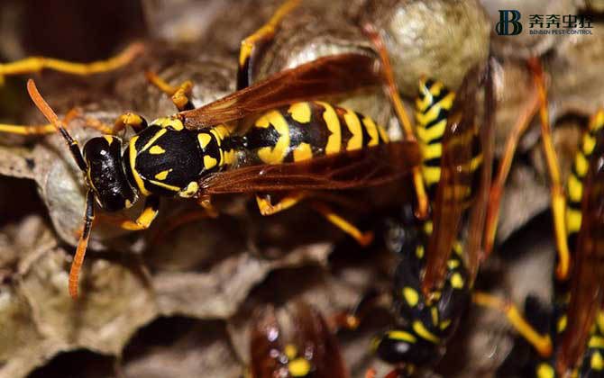 马蜂夏季频繁出没,切勿擅捅!【奔奔虫控】