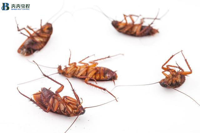 天了噜？！小强又有了新避难&ldquo;所&rdquo;