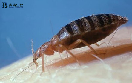 有这6个迹象说明家中已经有臭虫了！