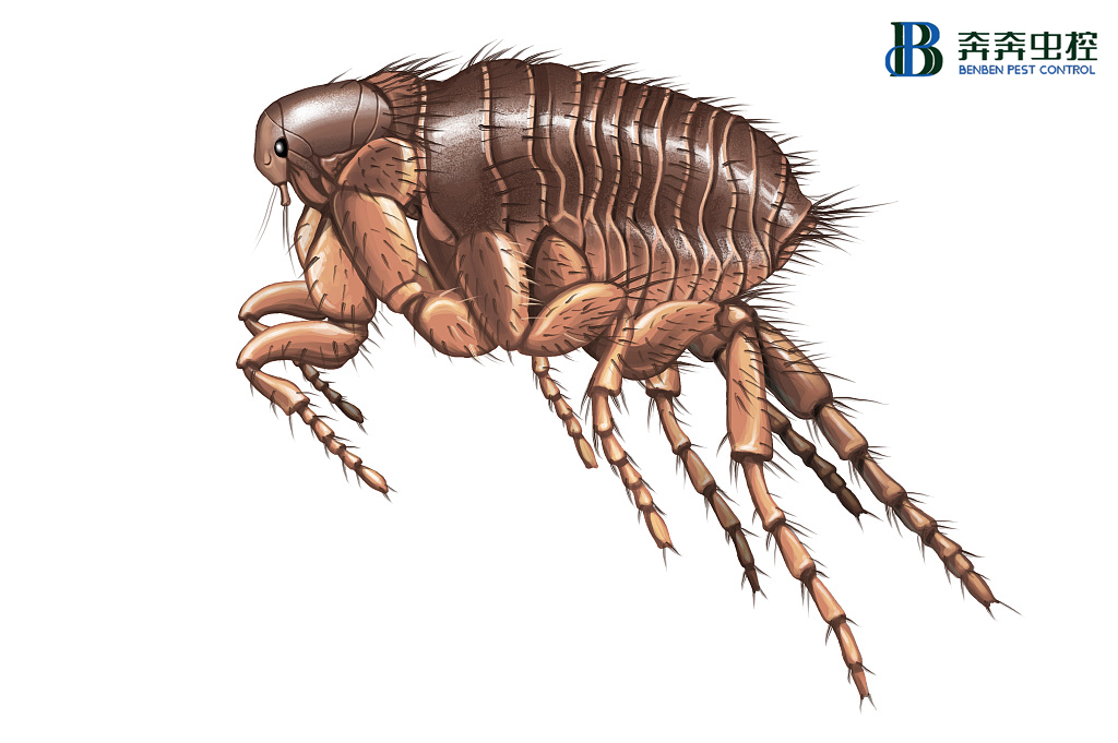 家里有跳蚤咋办，总结整理n种除灭跳蚤的小妙招
