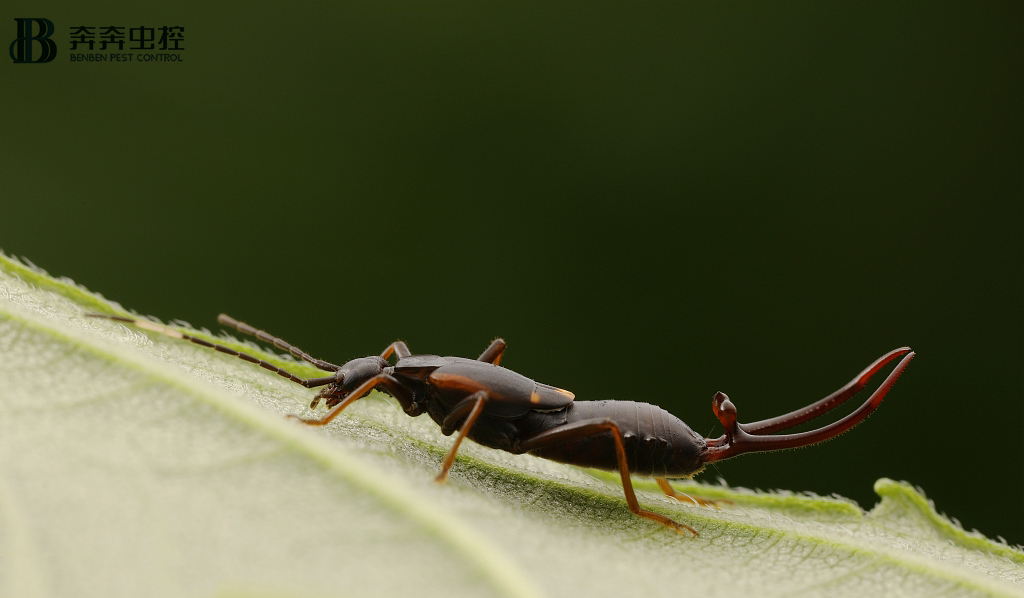 蠼螋是什么生物？它真的会钻进耳朵里吗？
