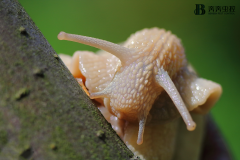 鼻涕虫有毒吗？蛞蝓对人有没有危害？