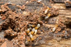 上海白蚁防治,室内装修中的重要性和必要性