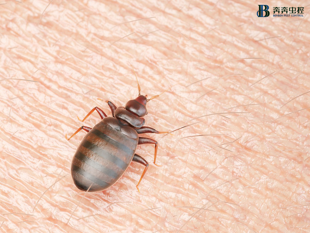 灭臭虫公司|7个方面带你详细了解臭虫!
