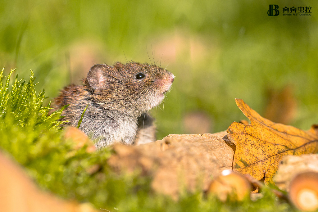 是可忍，鼠不可忍！商场有老鼠的危害