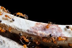 灭蚂蚁公司|家里有蚂蚁怎么办能除根吗？