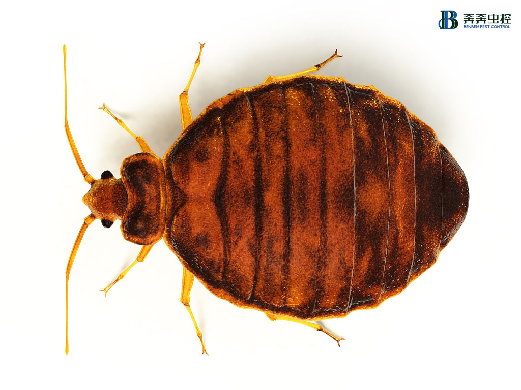 小心！有&ldquo;臭虫&rdquo;警报！