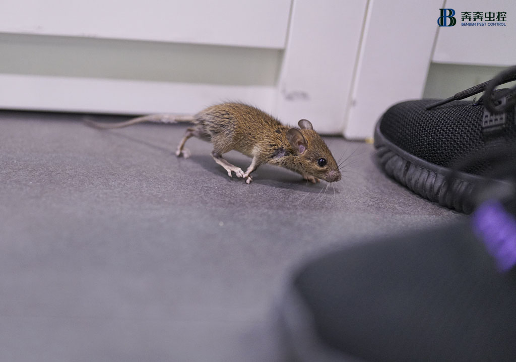 老鼠对人类、农牧业和工业的危害都有哪些危害