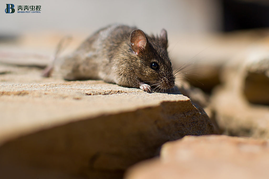 专业杀虫公司如何有效灭鼠&darr;&darr;