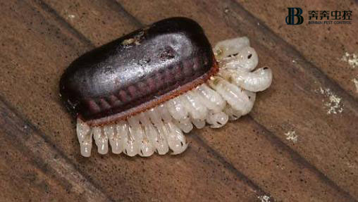 蟑螂卵怎么消灭？