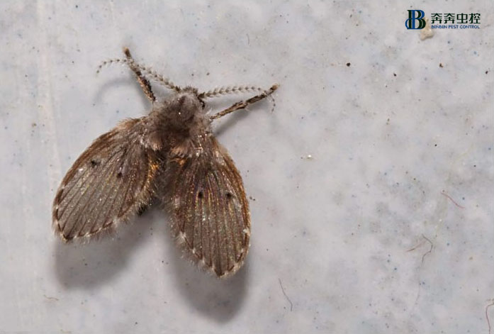 蛾蠓从哪里来，以及如何预防？