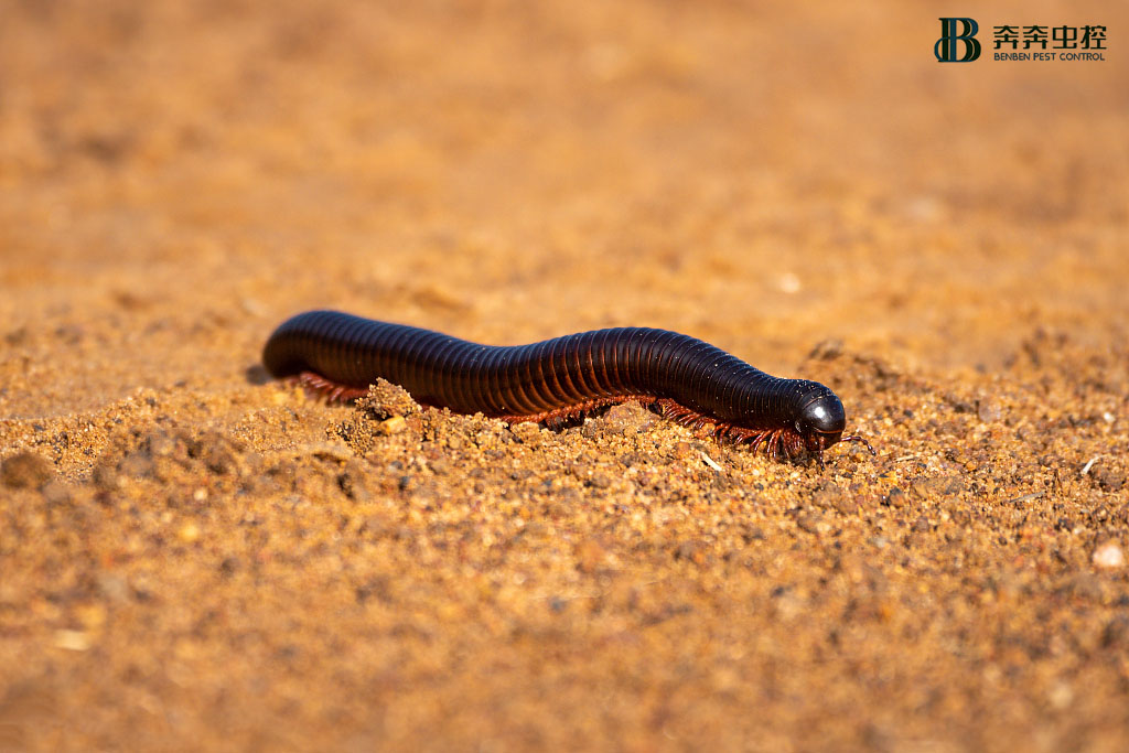 千足虫（马陆）是什么？怎样杀灭它？