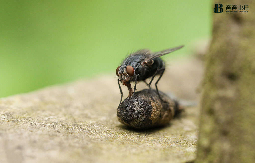 菜市场、超市、食品厂如何防治苍蝇？