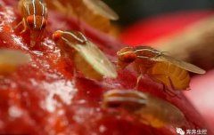 攻占你家厨房厕所的【小飞虫】，到底是什么？