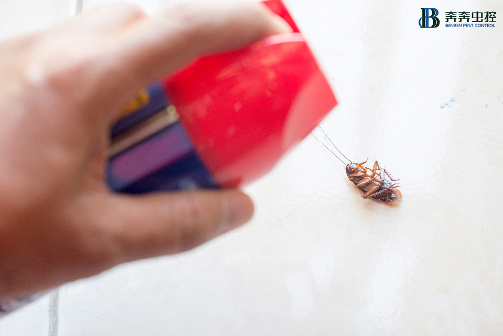 家庭杀蟑螂的几点误区，你肯定做过