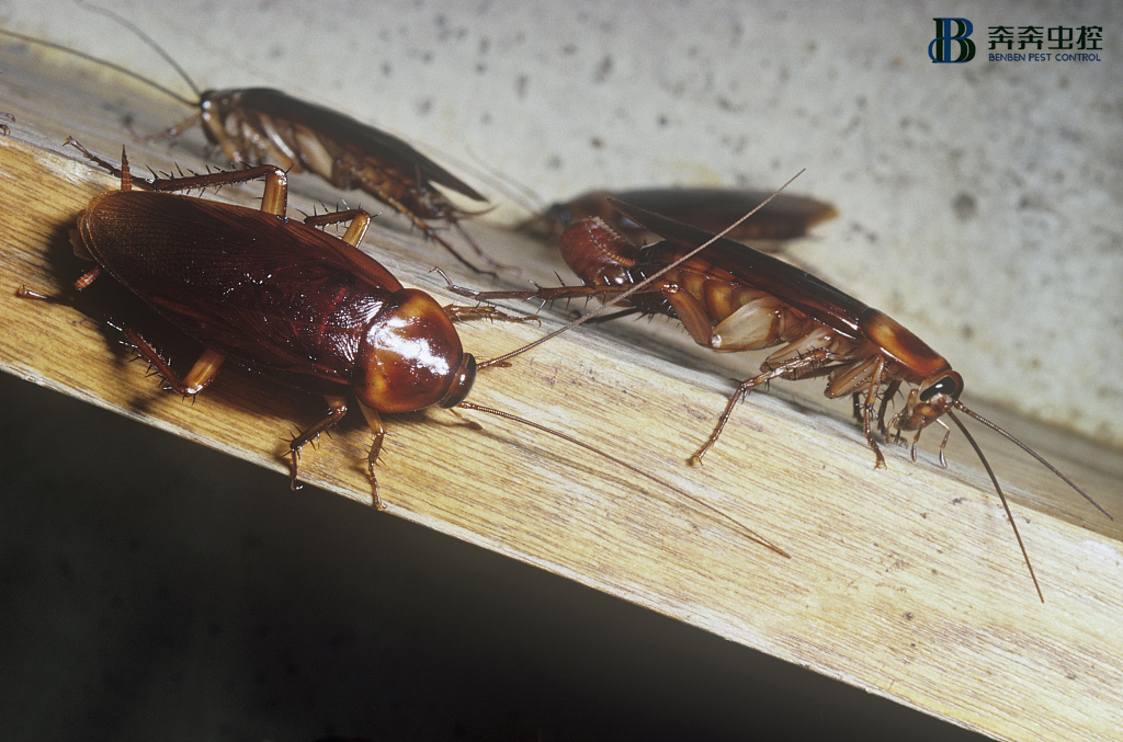 开饭店、超市必读！消灭蟑螂哪种方法最彻底？