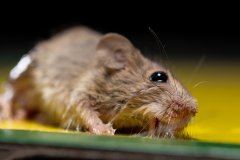 灭鼠公司教您怎么赶走家里的老鼠