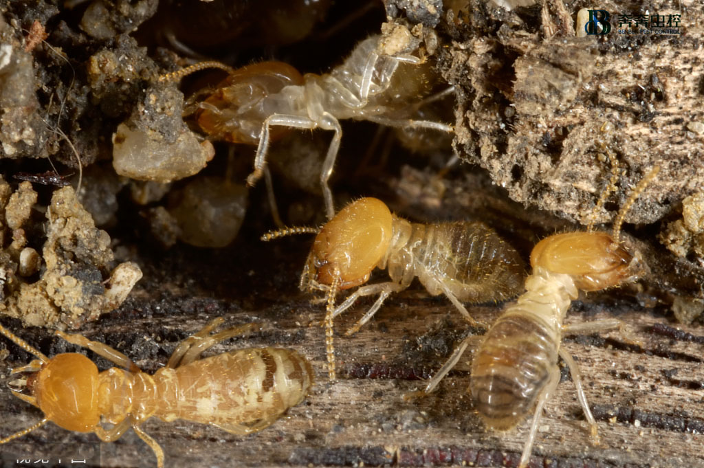 家中发现白蚁怎么办？教您正确防蚁害&rarr;