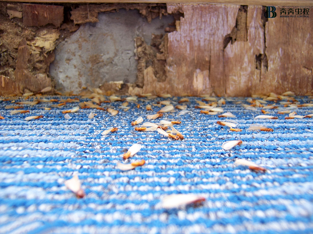 春暖花开，万物复苏，白蚁防治准备好了吗