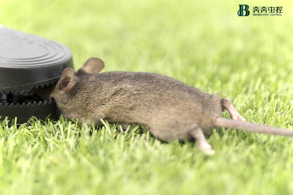 春季灭鼠知识早知道！