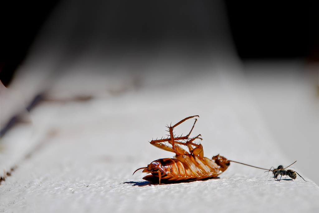 蟑螂怎么灭？杀蟑螂公司：防蟑灭蟑从源头开始