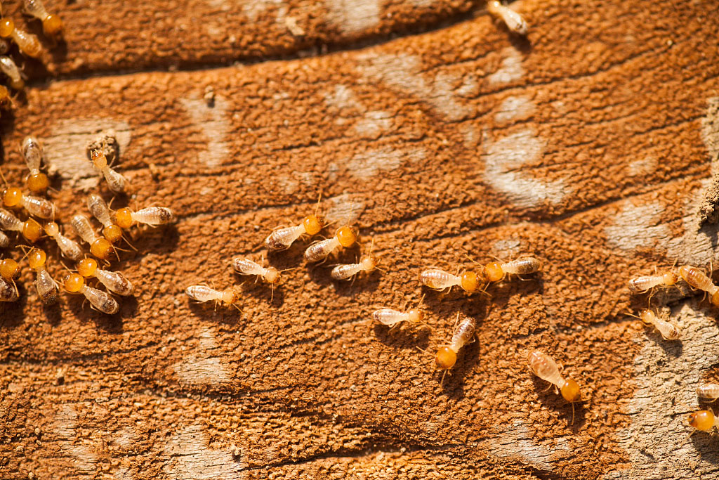 白蚁防治方法，教你白蚁如何正确防治