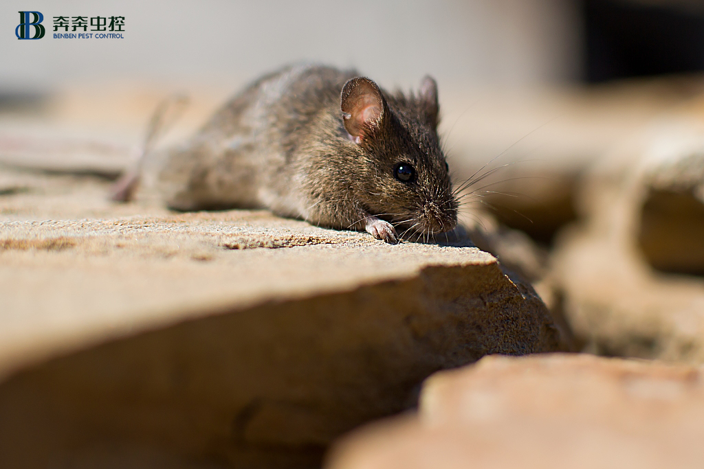 生活中怎样灭鼠&rarr;日常防范8步走！