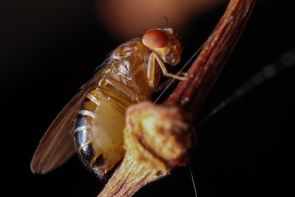 四害会传播哪些疾病，以及如何防治？