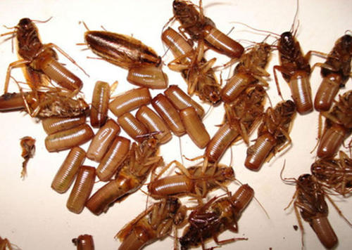 有灭蟑螂需求，只需要找奔奔虫控，一招搞定！