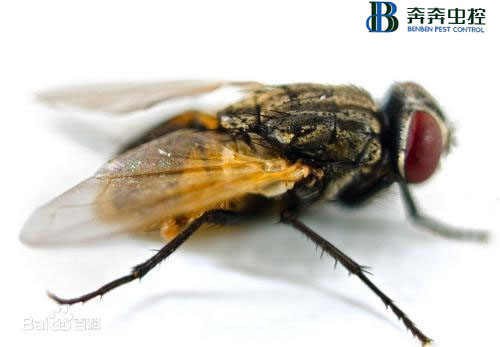 了解苍蝇的习性与危害！