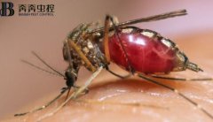 四害之一蚊子！每年致死人数超过72.5万人