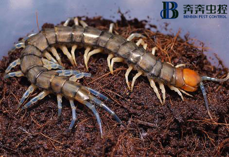 一分钟带你了解蜈蚣！