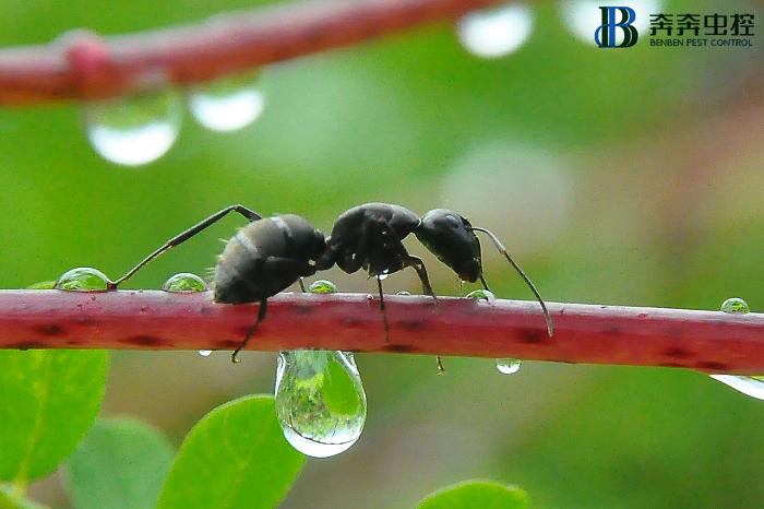 家里出现很多蚂蚁，是什么原因，怎么处理？