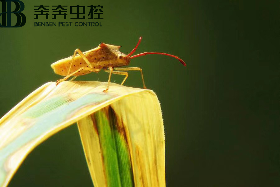 臭虫害人吗？如何消灭臭虫？