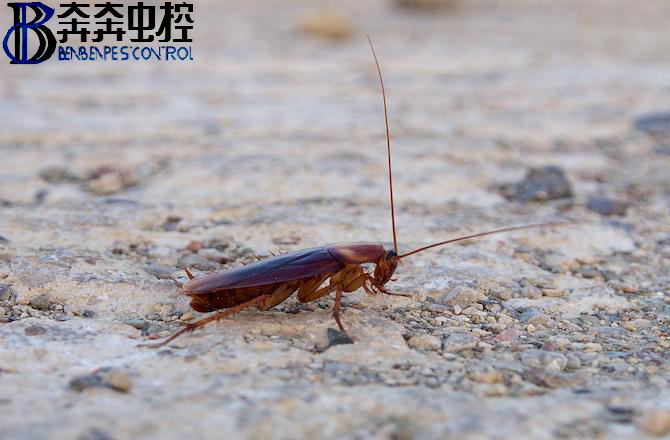 蟑螂的危害及消灭方法!
