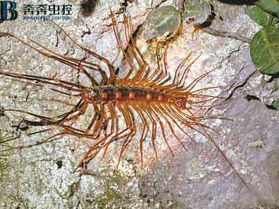 蚰蜒怎么样才能彻底消灭？