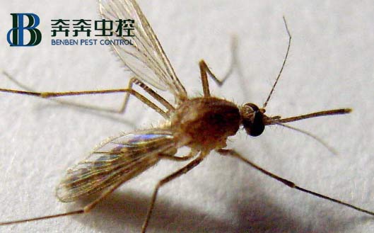 家中常见虫子有蟑螂、苍蝇、蚊子、米蛾、蜘蛛