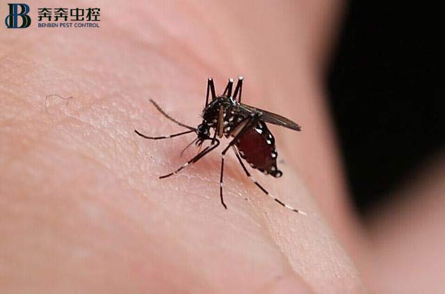 夏天 灭蚊子很重要！