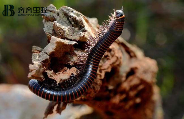 马陆虫怕水吗？怎么消灭干净？