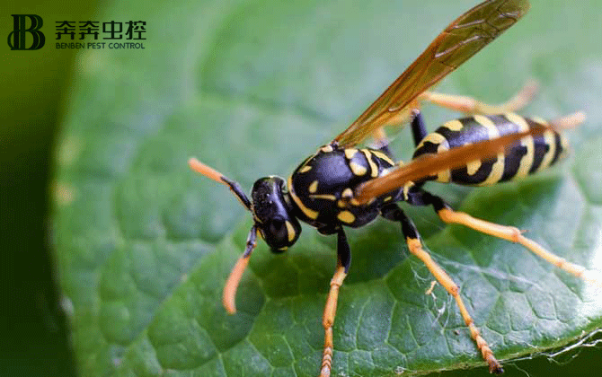 马蜂有毒吗？被马蜂蛰后该怎么处理？