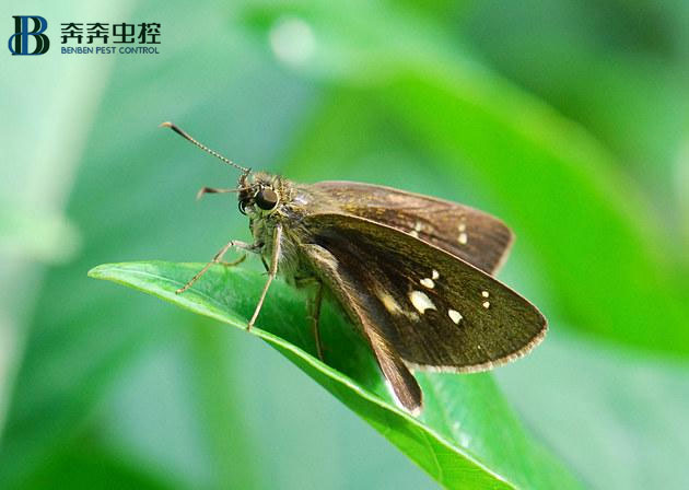 家中常有小飞蛾十分烦恼，该如何处理？