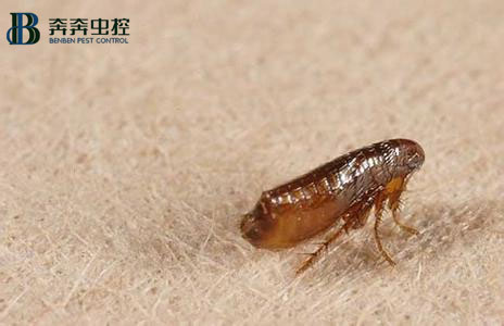 家里有了跳蚤要如何处理？