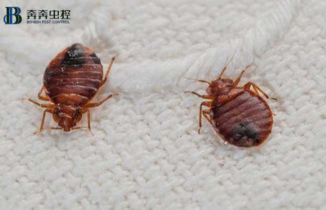 臭虫是怎么来的？我们该如何消灭它？