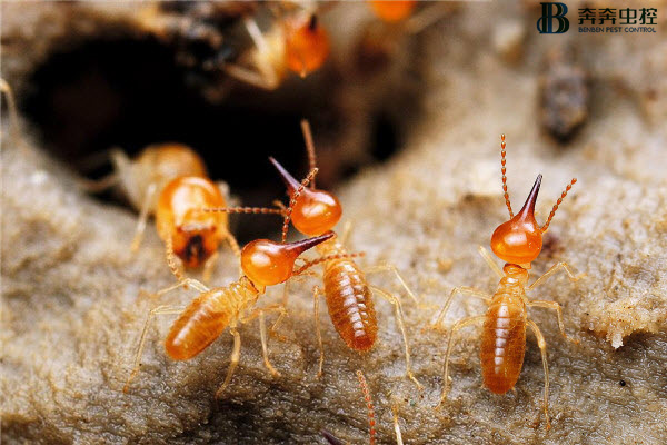 白蚁来袭，我们该如何应对？