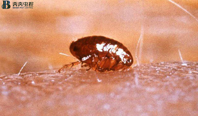 如何消灭跳蚤，一招教你怎么消杀跳蚤