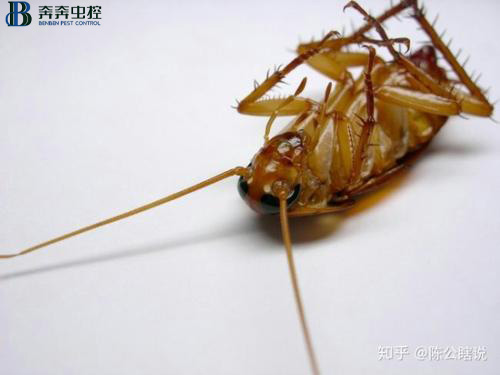 家里有蟑螂？蟑螂来多少灭多少